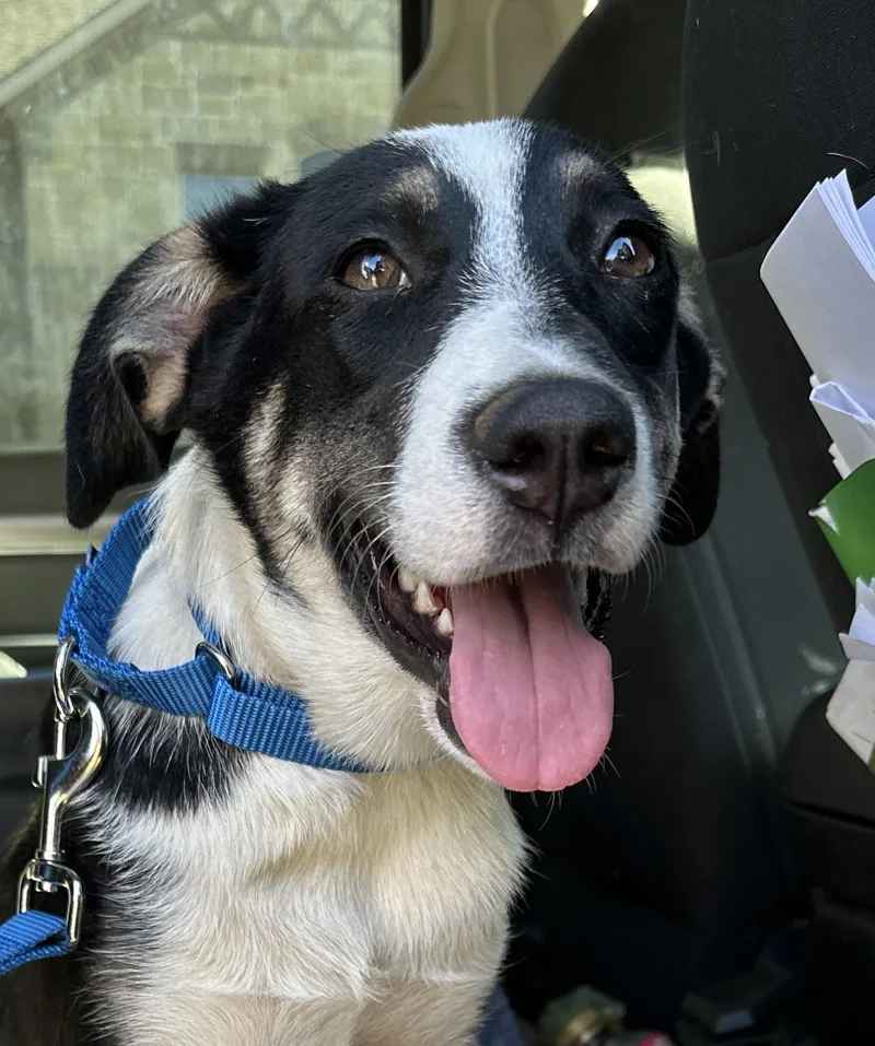 A young medium-sized female Australian Shepherd dog named Raven for adoption in ROWLETT, TX