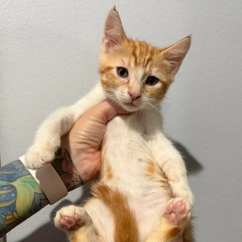 A baby small-sized male Orange / Red Domestic Short Hair cat named Ellis for adoption in Simi Valley, CA