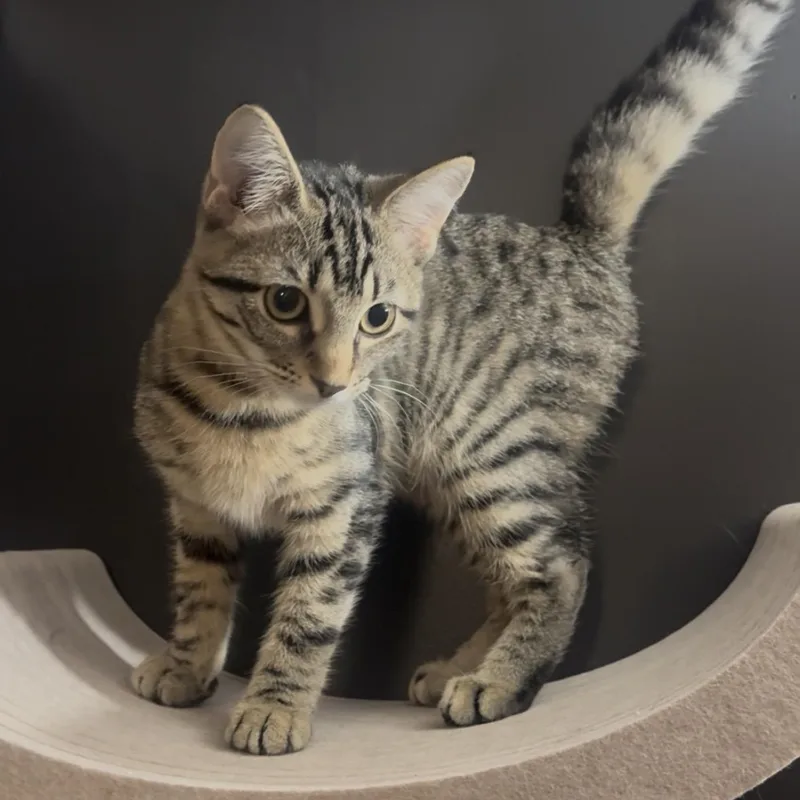 A baby medium-sized female Tabby (Brown / Chocolate) Domestic Short Hair cat named Miso for adoption in Hamilton, NJ