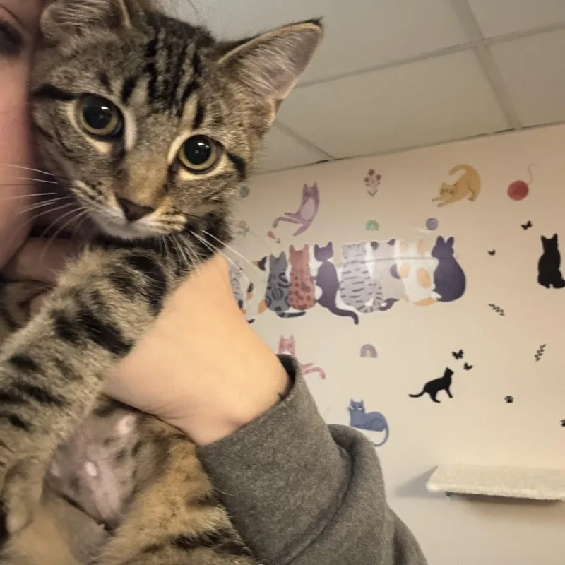 Miso thumbnail 2