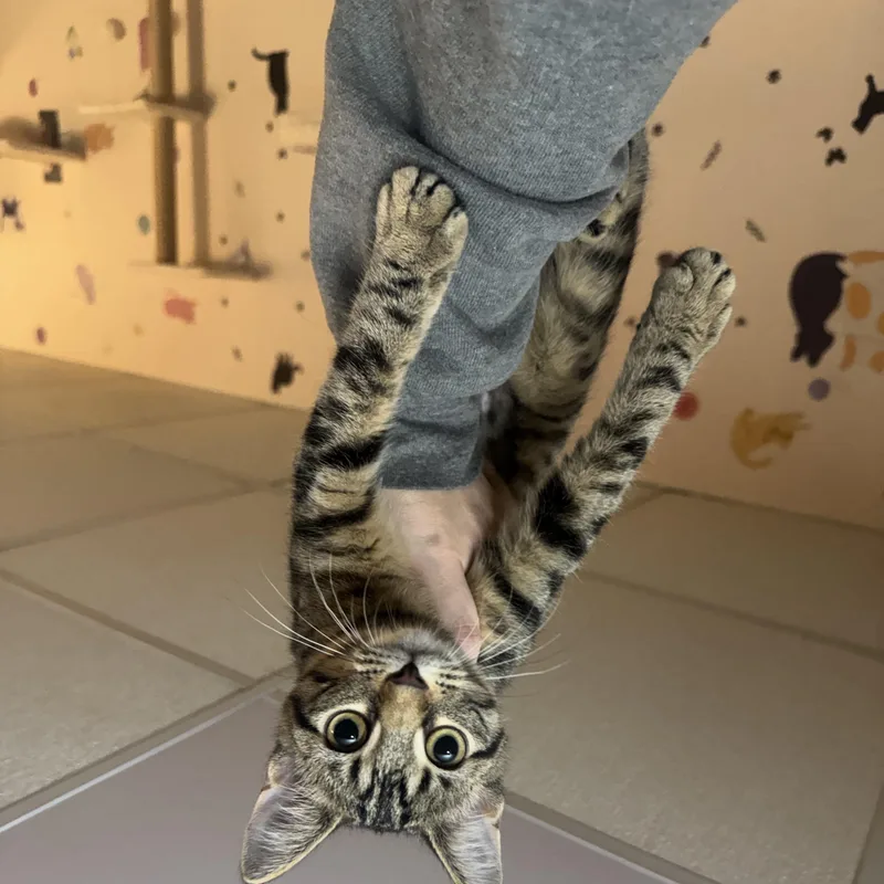 Miso thumbnail 3