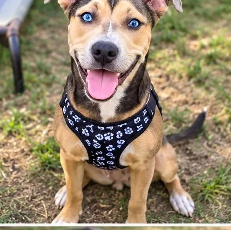 A young medium-sized female Mixed Breed dog named Velvet for adoption in Houston, TX