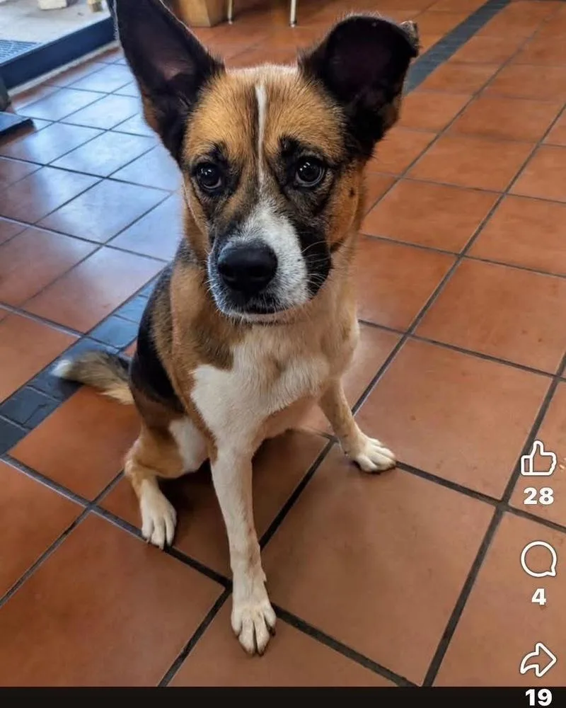 An adult medium-sized female Tricolor (Brown, Black, & White) Boxer dog named Miya for adoption in Jackson, GA