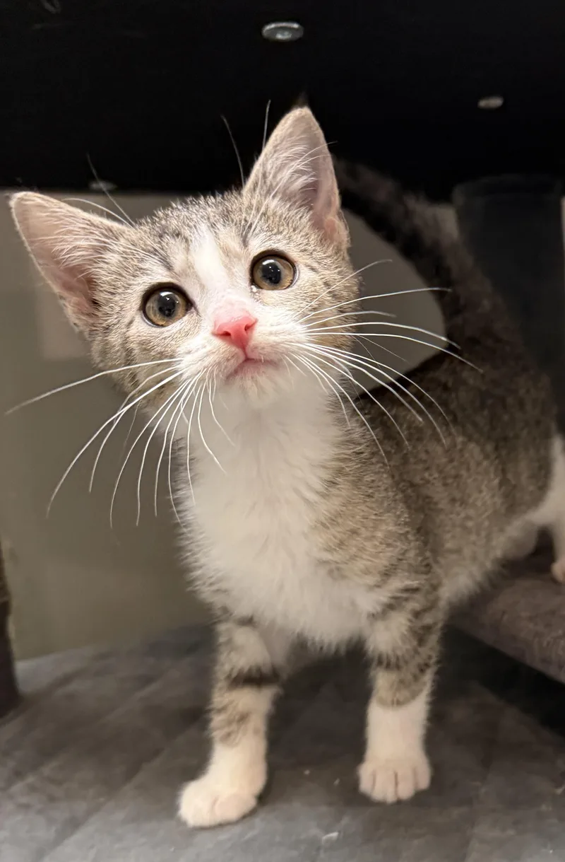 A baby medium-sized female Gray & White Domestic Short Hair cat named Kima for adoption in South Elgin, IL