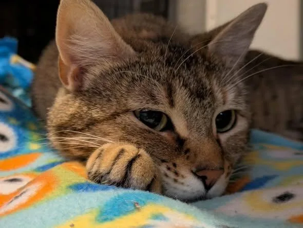 An adult medium-sized female Tabby (Tiger Striped) Domestic Short Hair cat named Momo for adoption in Horsham, PA