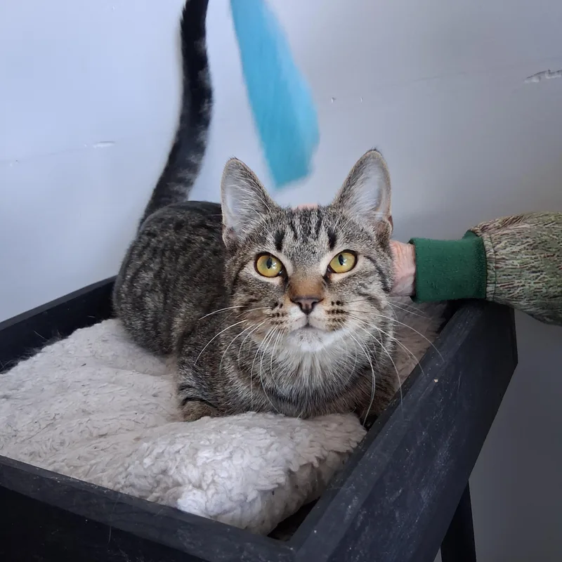 A baby medium-sized male Tabby (Gray / Blue / Silver) Domestic Short Hair cat named Frank for adoption in Northfield, MN