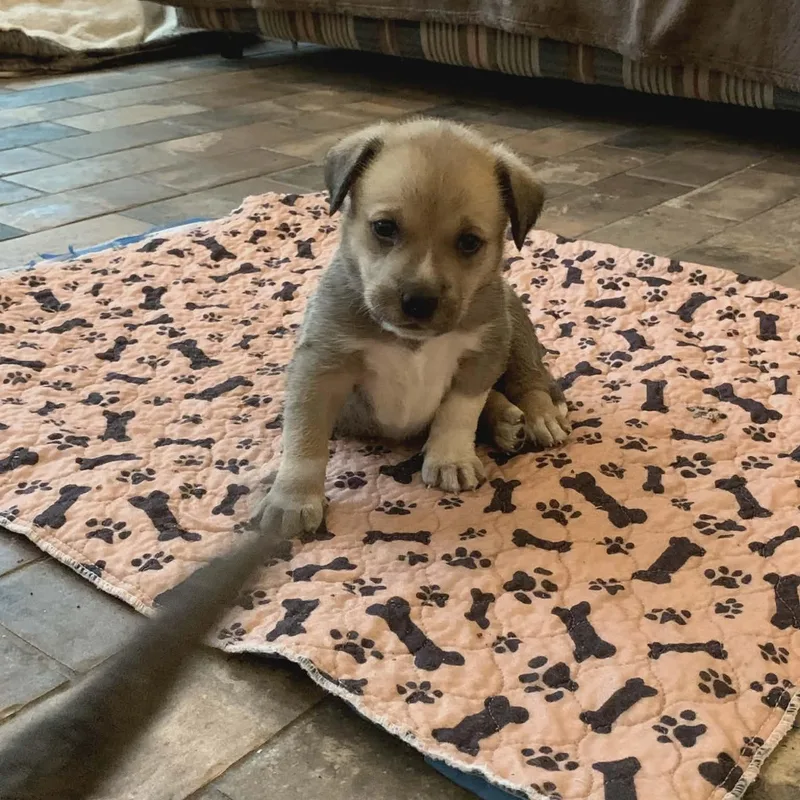 A baby medium-sized female Yellow / Tan / Blond / Fawn Shepherd dog named Sassafrass for adoption in Seguin, TX