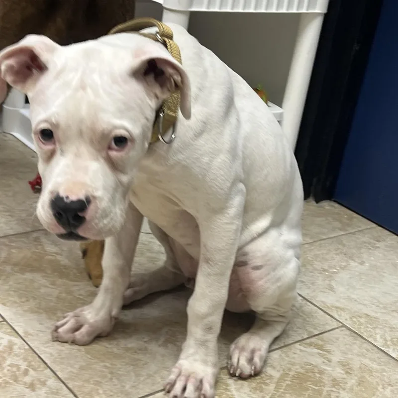 A young medium-sized male White / Cream Pit Bull Terrier dog named Admiral for adoption in Galveston, TX