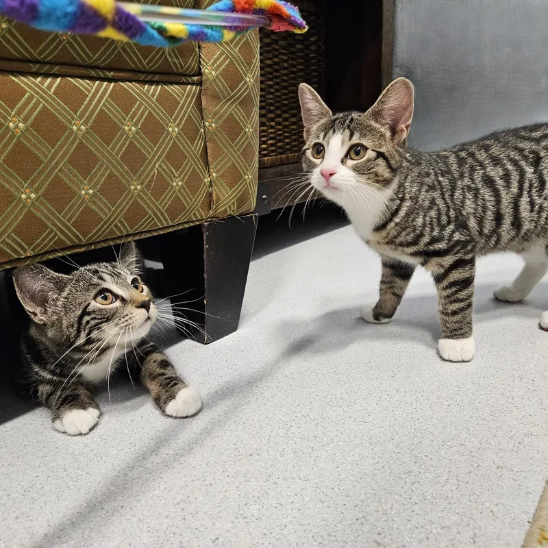 A baby small-sized female Tabby (Brown / Chocolate) Domestic Short Hair cat named Navy for adoption in Endicott, NY