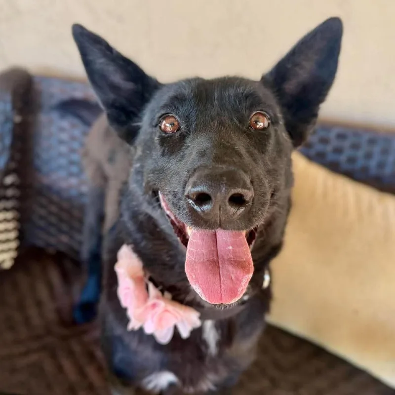 A senior medium-sized female Black German Shepherd Dog named Sasha Saison for adoption in Ramona, CA