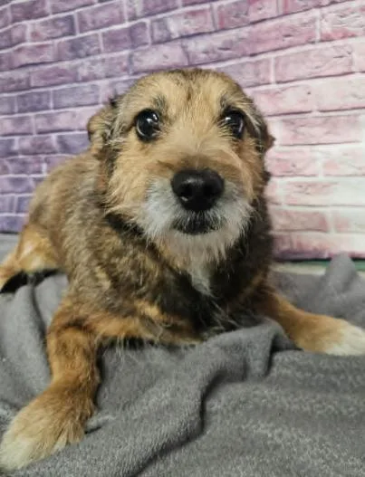An adult medium-sized male Tricolor (Brown, Black, & White) Cairn Terrier dog named Ice Cream for adoption in Sedalia, CO