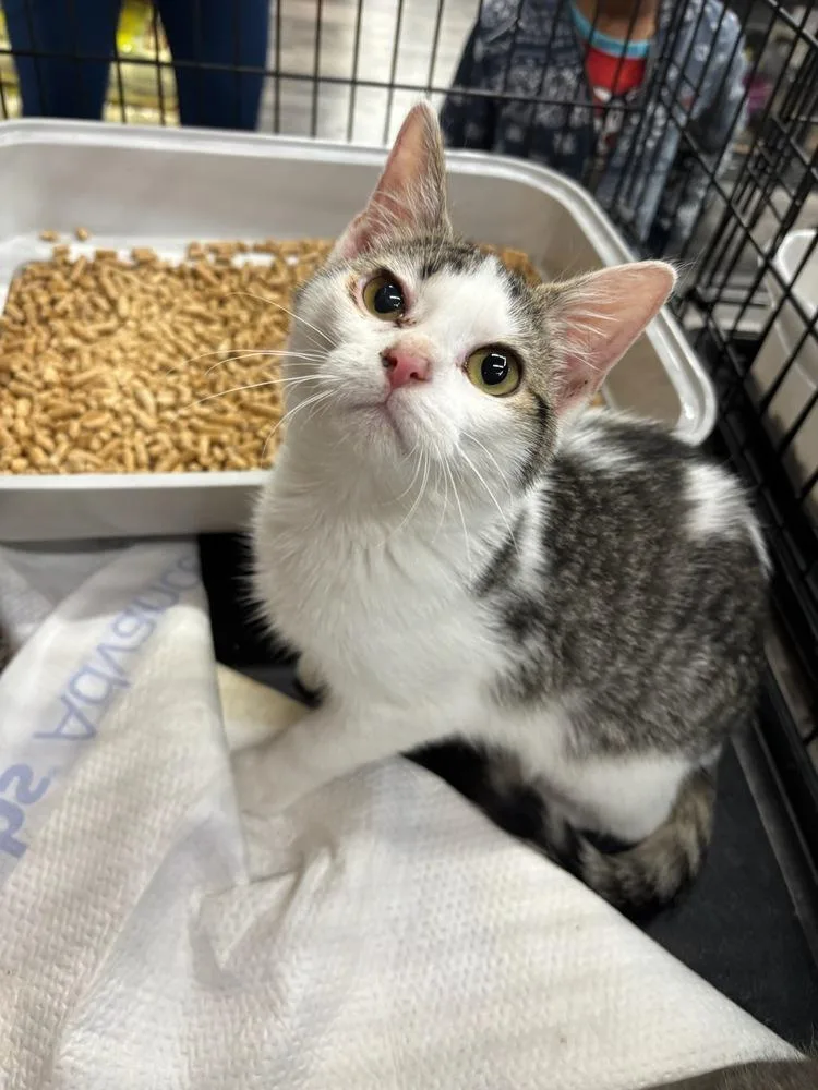 A baby small-sized female Domestic Short Hair cat named Annabelle for adoption in Mooresville, NC