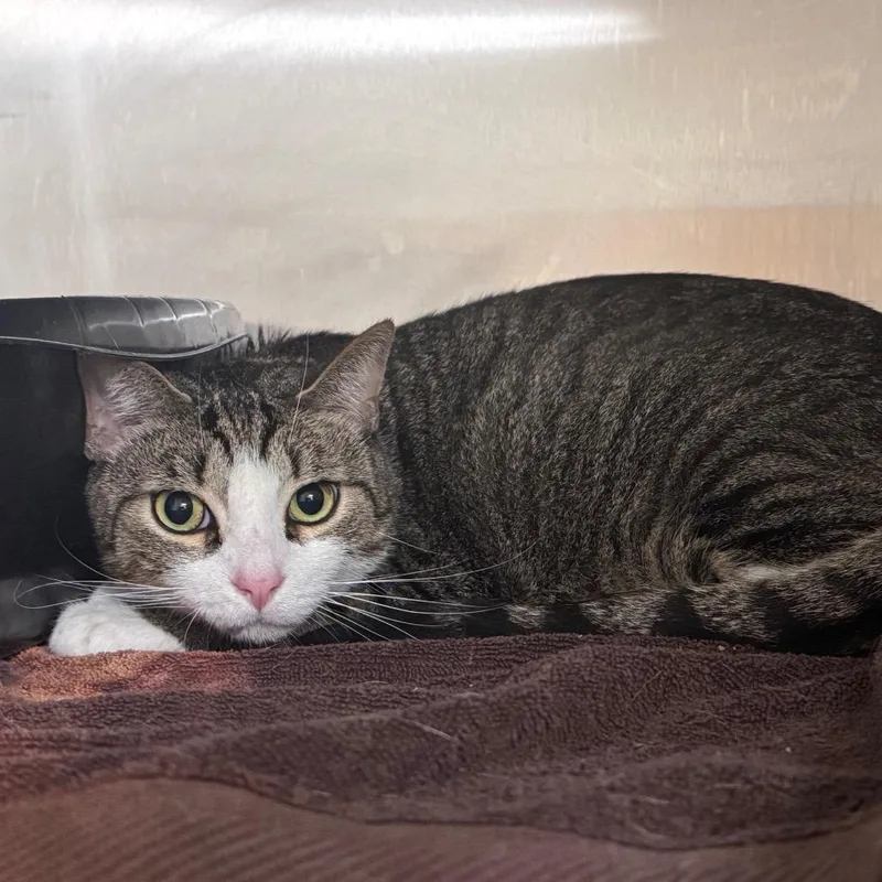 An adult extra large-sized male Brown / Chocolate Domestic Short Hair cat named The Rock for adoption in Middleburg, FL