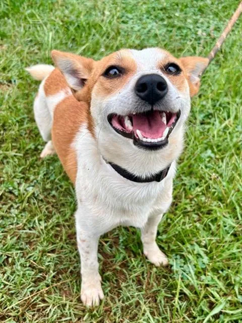 A young small-sized male Chihuahua dog named Sorbert for adoption in York, SC
