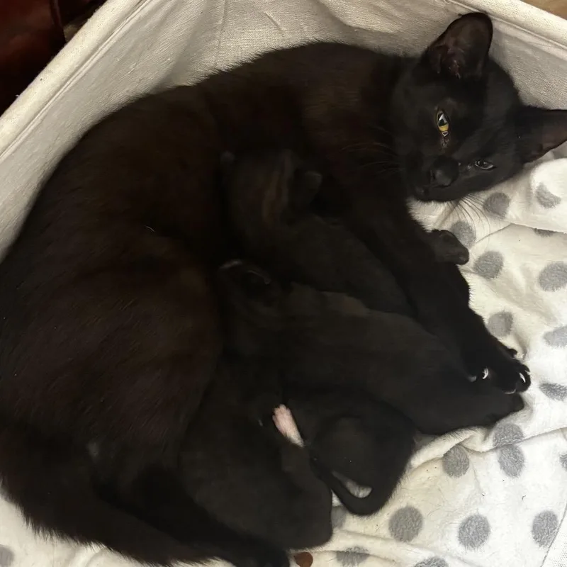 A young medium-sized female Black Domestic Short Hair cat named Chipmunk for adoption in Oakton, VA