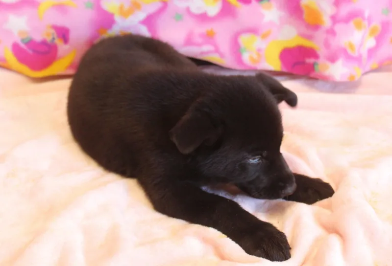 A baby large-sized male Black German Shepherd Dog dog named Macadamia for adoption in Yucca Valley, CA