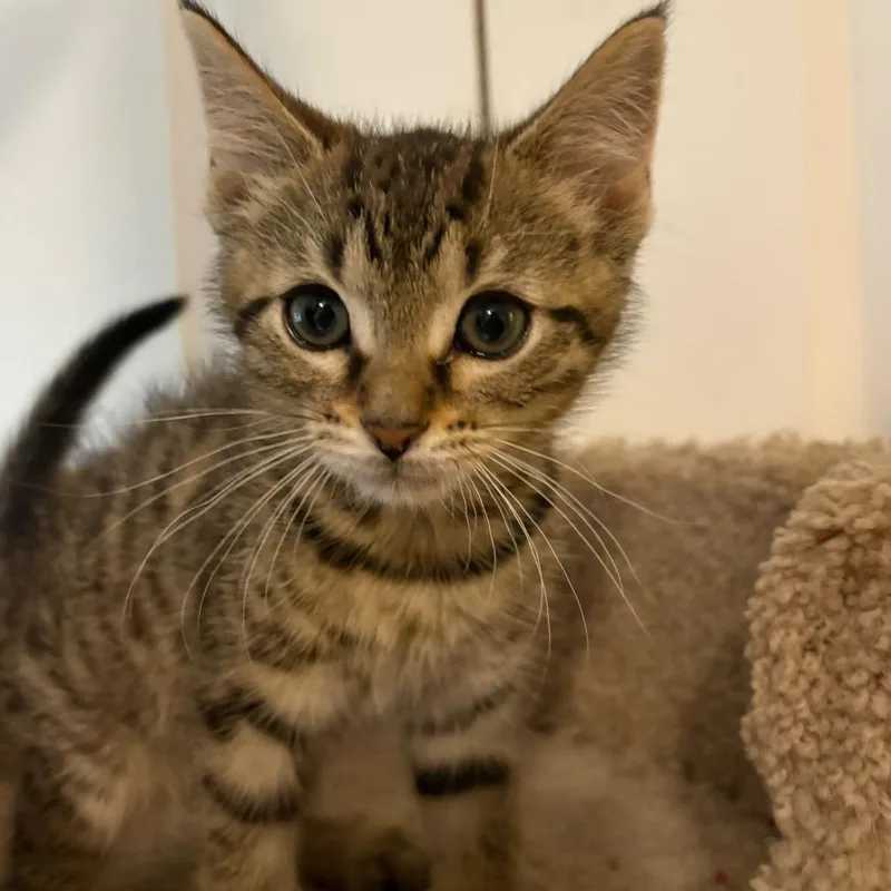A baby small-sized male Brown / Chocolate Domestic Short Hair cat named Escarole for adoption in Lauderhill, FL