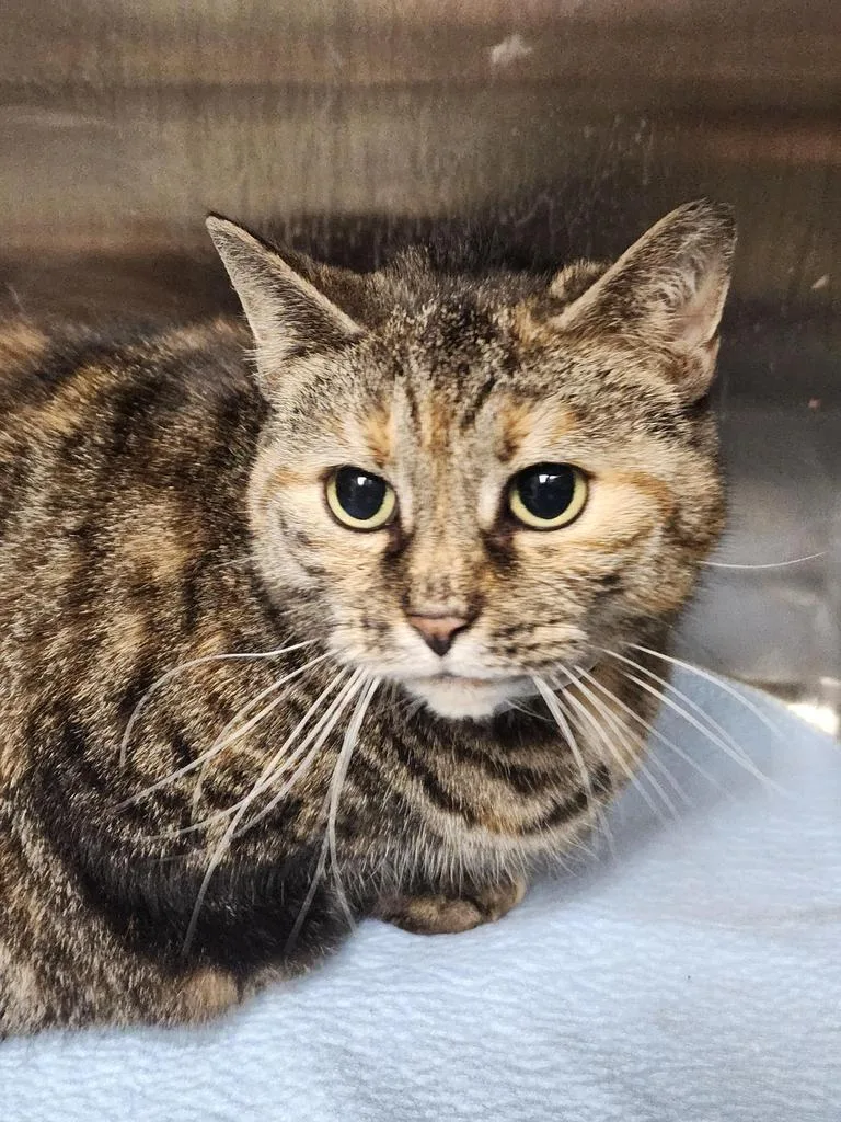 A senior extra large-sized female Domestic Short Hair cat named Pepper for adoption in Cincinnati, OH