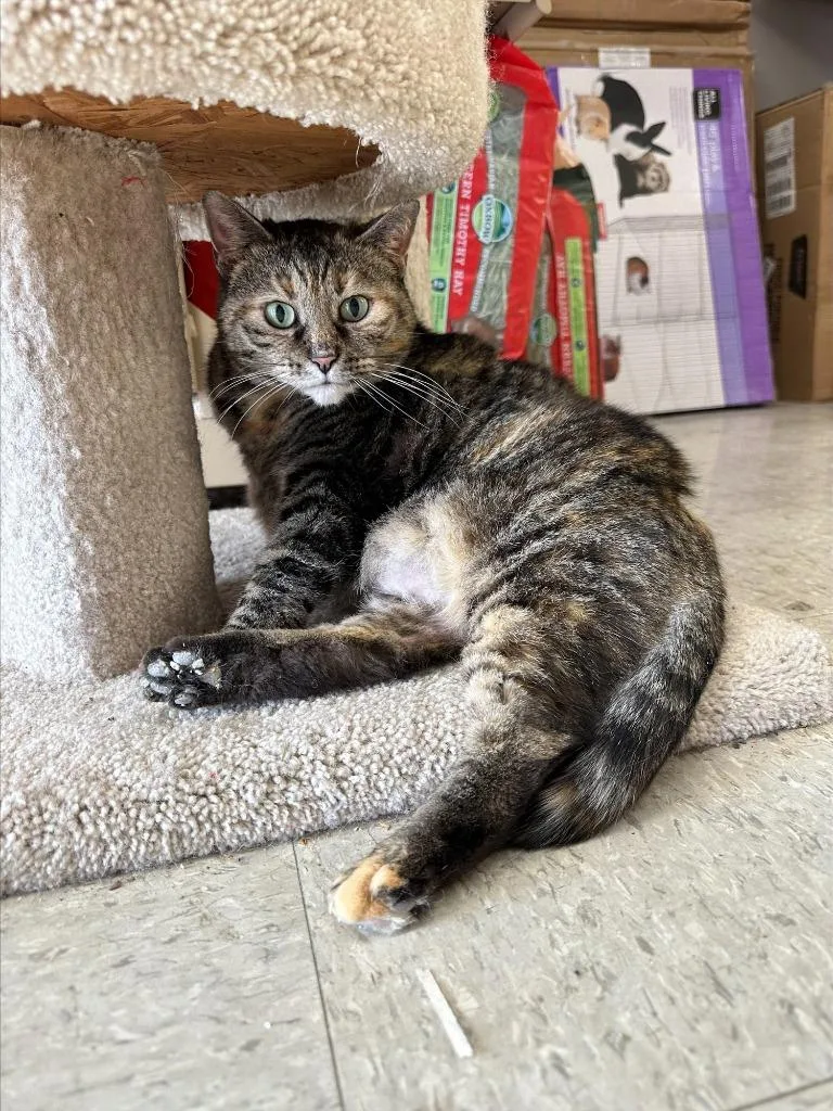 Pepper thumbnail 3