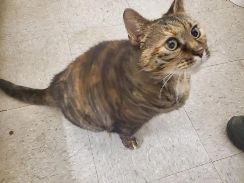 Pepper thumbnail 5