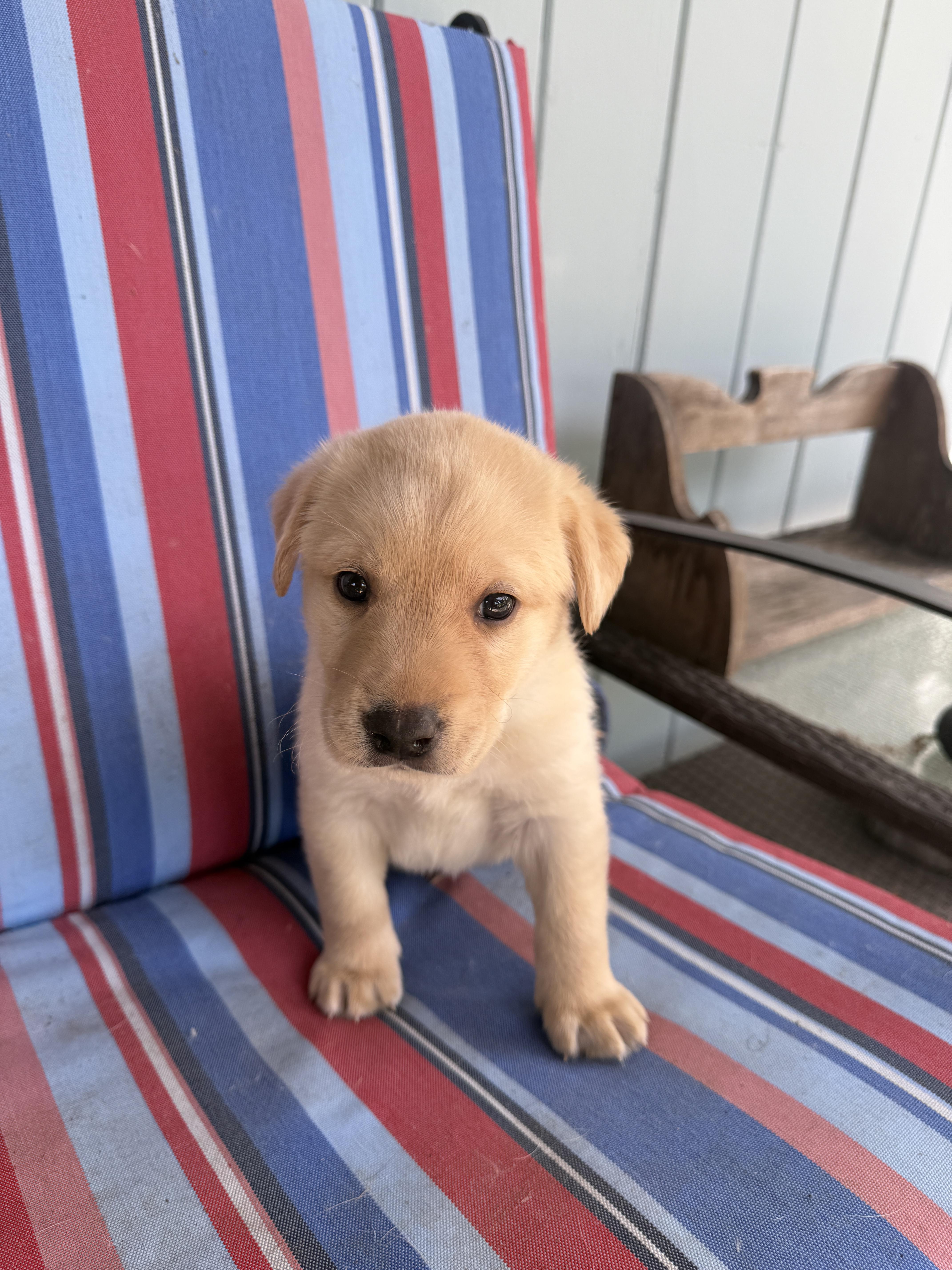 A baby small-sized male Labrador Retriever dog named Moose for adoption in Discovery Bay, CA