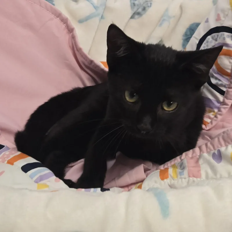 Belladonna