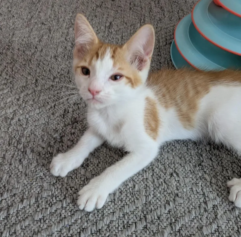 A baby medium-sized male Domestic Short Hair cat named Tofu for adoption in Youngsville, NC