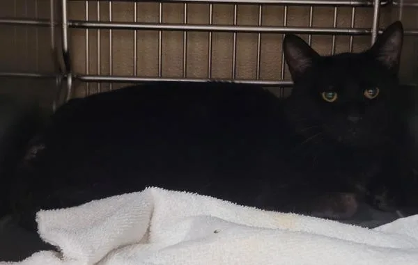 An adult medium-sized male Domestic Short Hair cat named Archer for adoption in Vancouver, WA