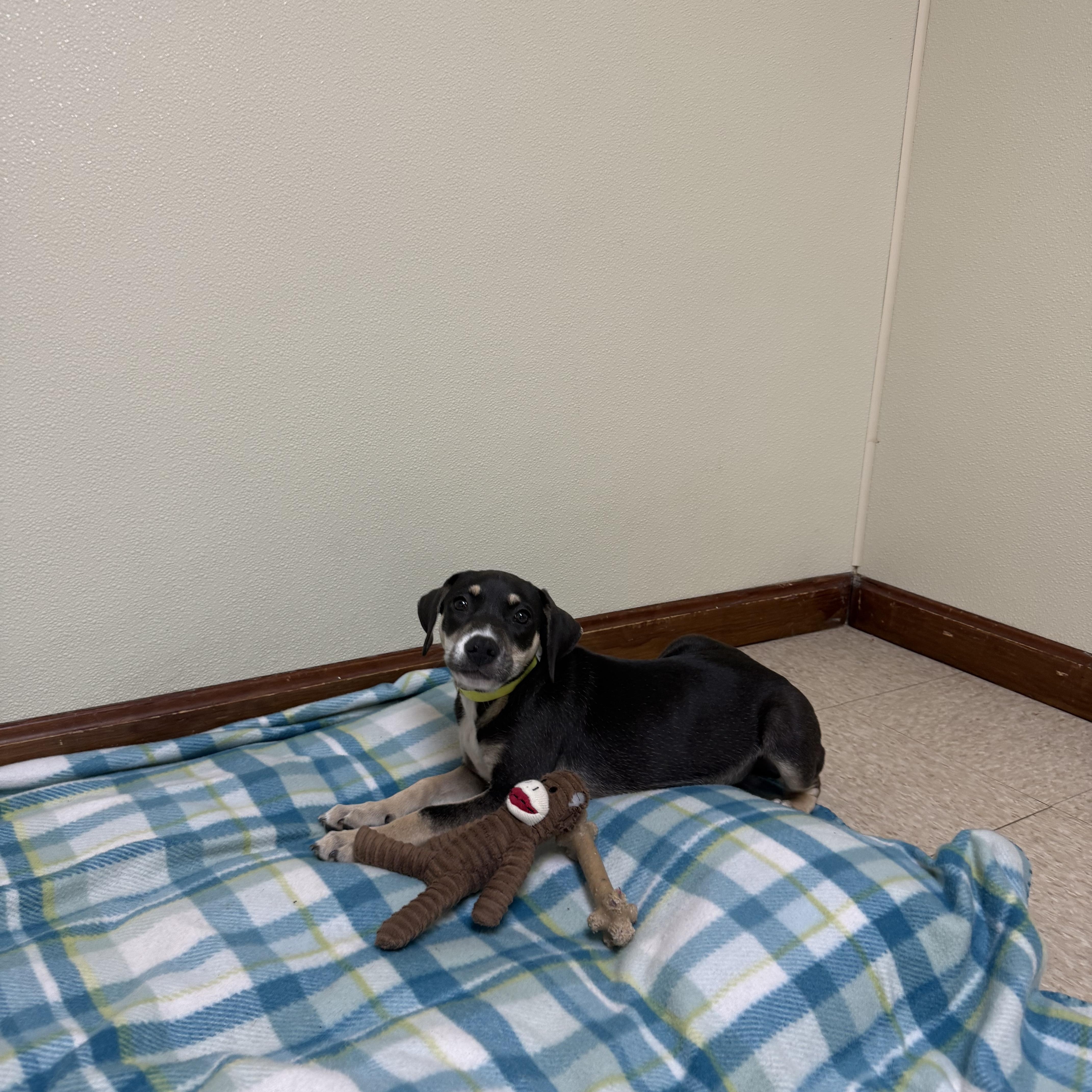 A baby medium-sized male Black Hound dog named Atlas for adoption in Douglas, MA