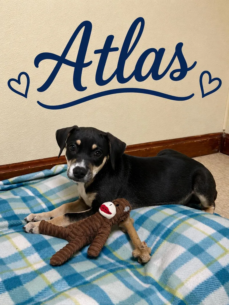 Atlas thumbnail 4