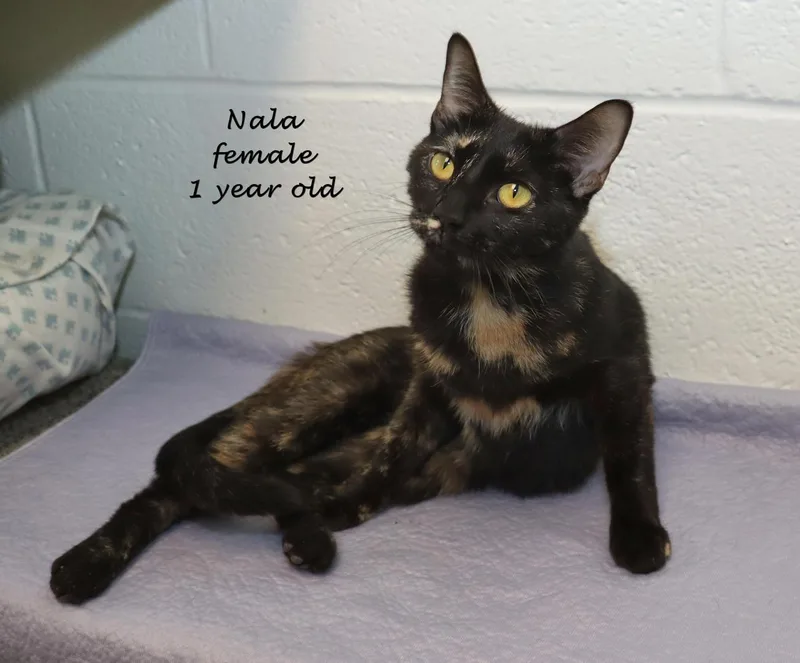 A young medium-sized female Tortoiseshell cat named Nala for adoption in Euclid, OH