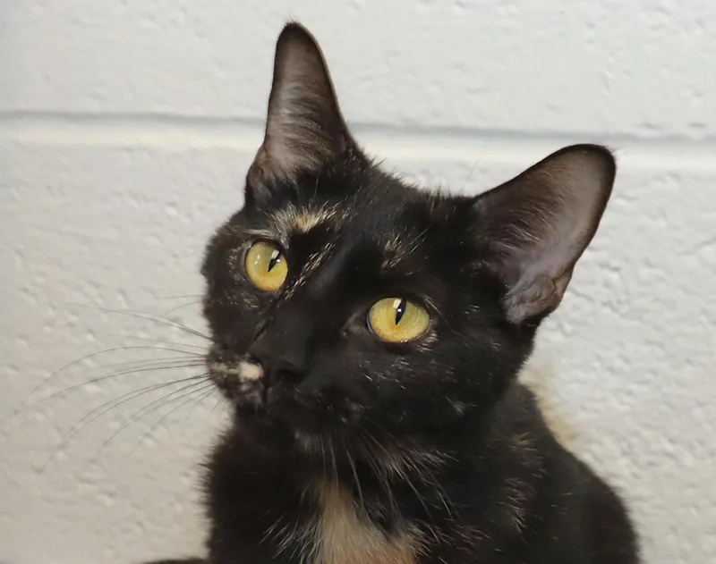 Nala thumbnail 4