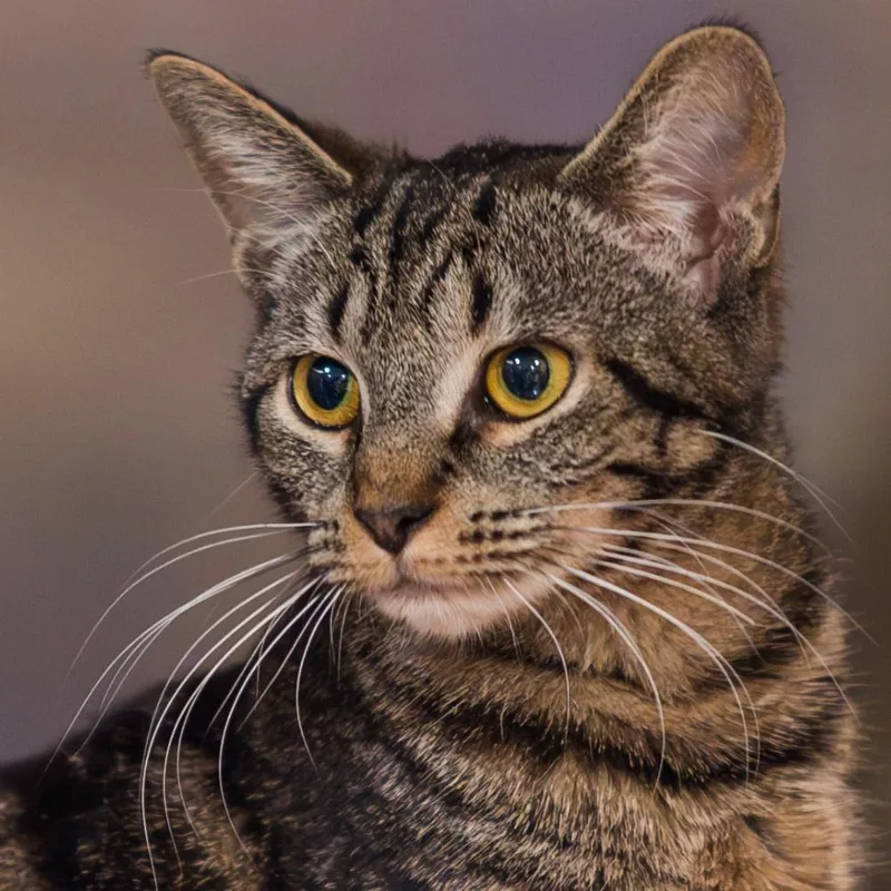 A young small-sized female Domestic Short Hair cat named Midge for adoption in Port Washington, NY