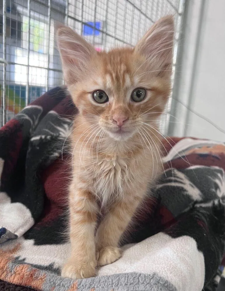A baby small-sized male Domestic Medium Hair cat named Flannel for adoption in McPherson, KS
