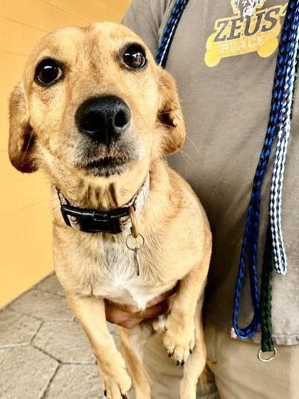 An adult small-sized male Dachshund dog named Marley for adoption in New Orleans, LA