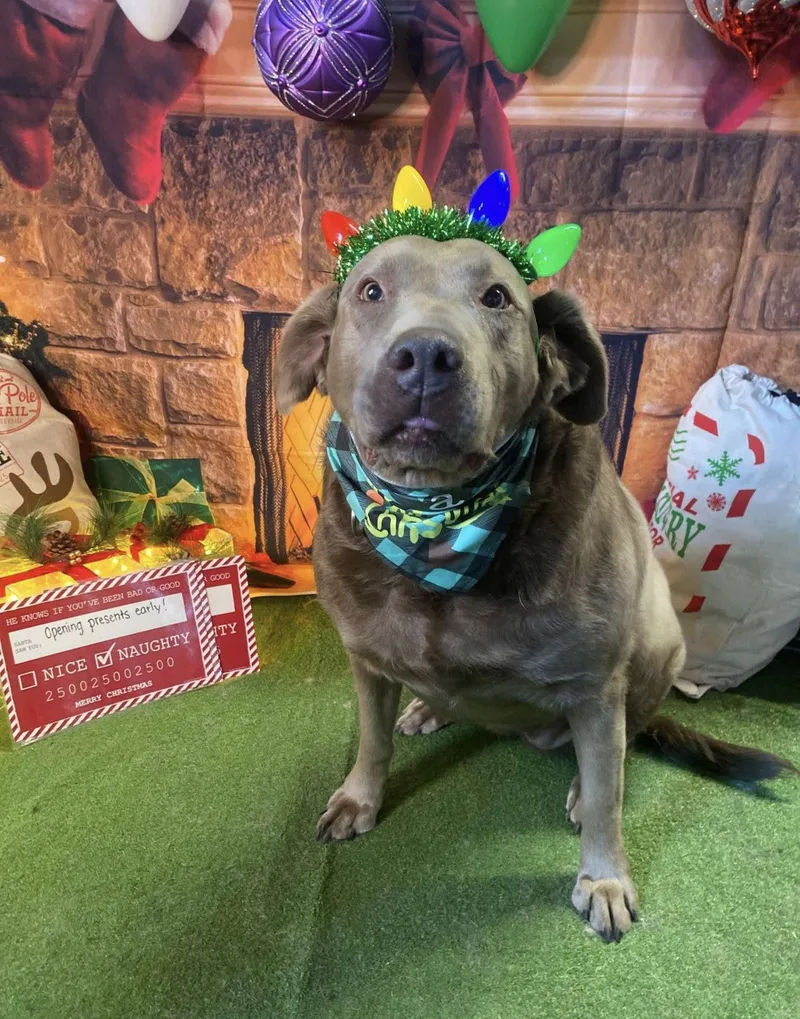 A senior large-sized female Labrador Retriever dog named Abbi for adoption in Salt Lake City, UT