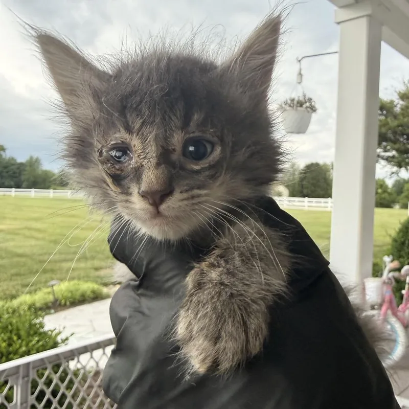 A baby small-sized male Gray / Blue / Silver Domestic Long Hair cat named Kettle for adoption in Alexandria, VA