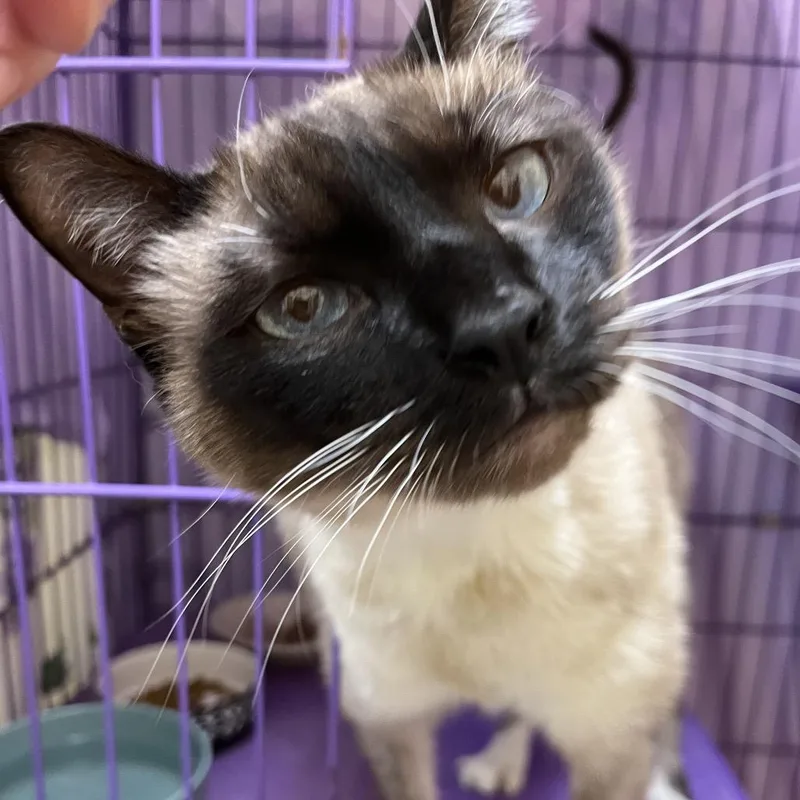 An adult large-sized female Cream / Ivory Domestic Short Hair cat named Sheba for adoption in Bedford, NH