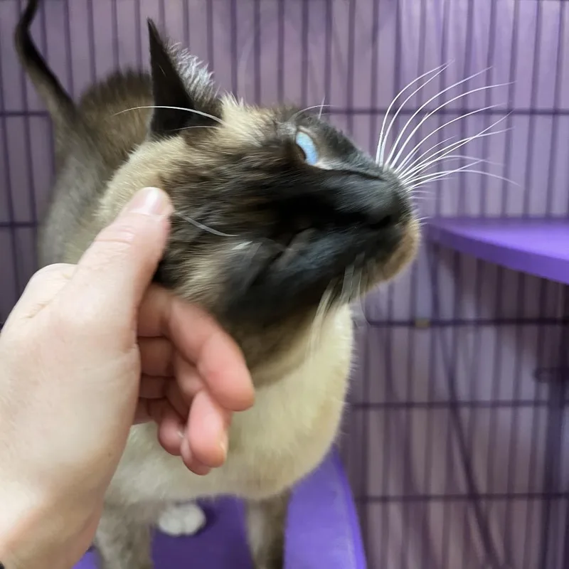 Sheba thumbnail 2
