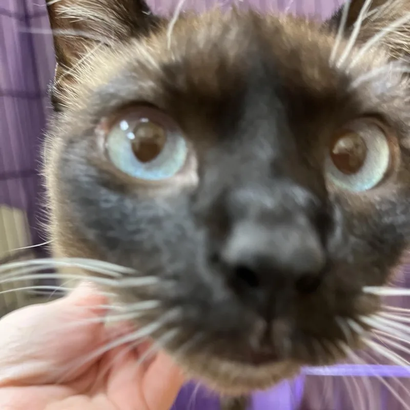 Sheba thumbnail 3