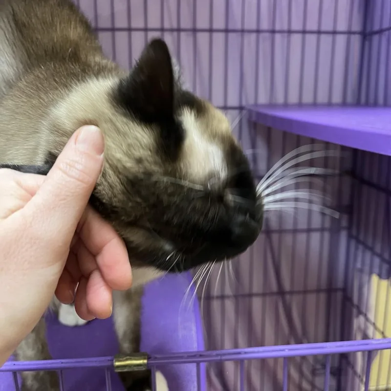 Sheba thumbnail 4