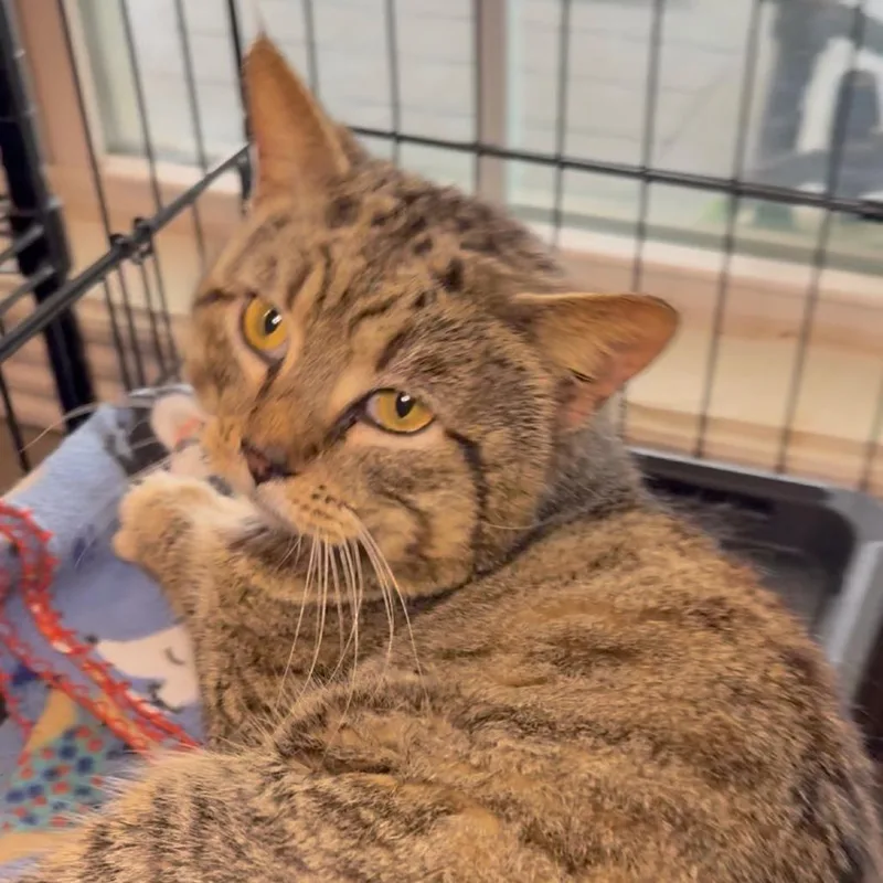 An adult large-sized male Brown / Chocolate Domestic Short Hair cat named Gomez for adoption in Port Neches, TX