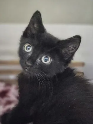 A young small-sized female Domestic Short Hair cat named a Lois Petco North for adoption in North Charleston, SC