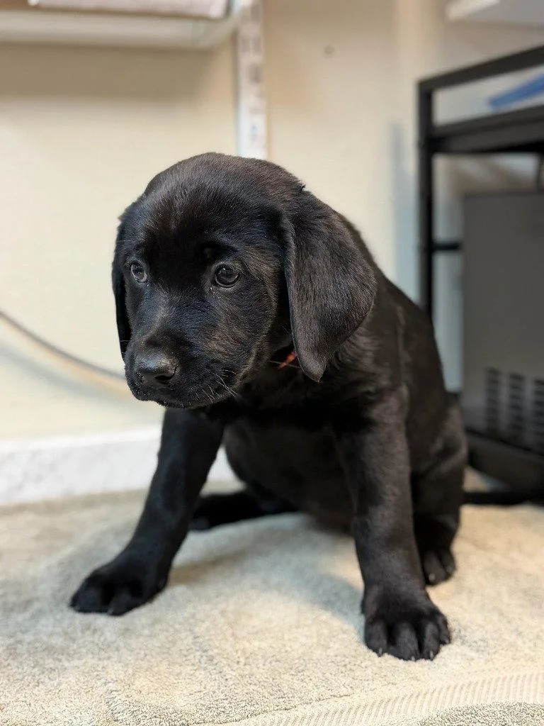 A baby small-sized female Rottweiler dog named Raya for adoption in Lovingston, VA