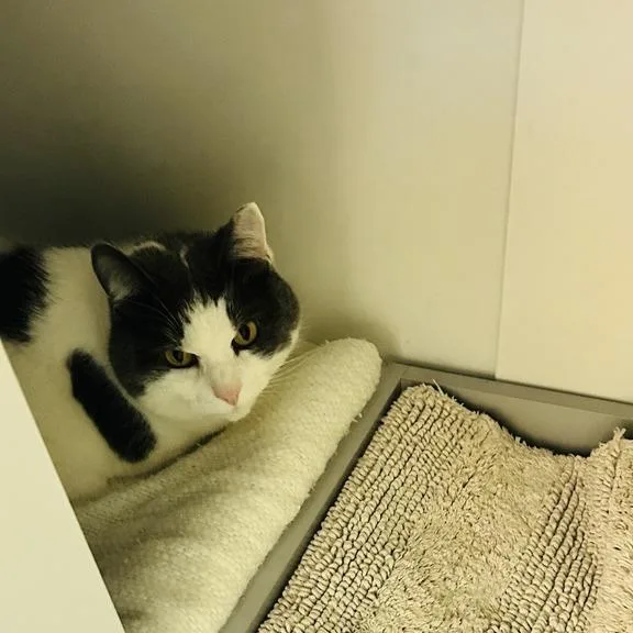 A senior large-sized female Gray / Blue / Silver Domestic Short Hair cat named Izzy for adoption in Baltimore, MD