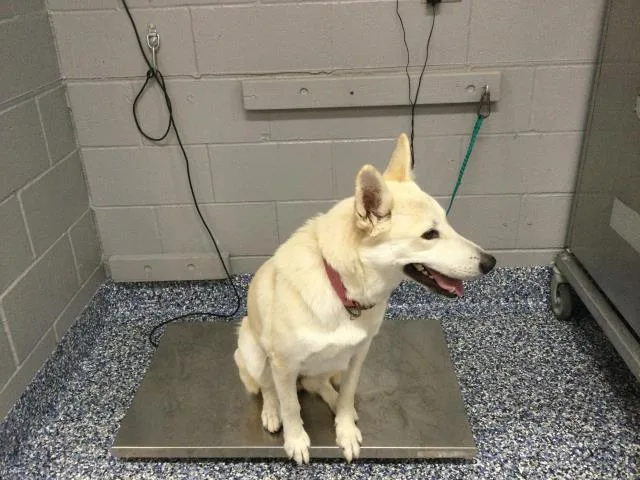 A young small-sized female Siberian Husky dog named Cream Cheese for adoption in Thousand Palms, CA