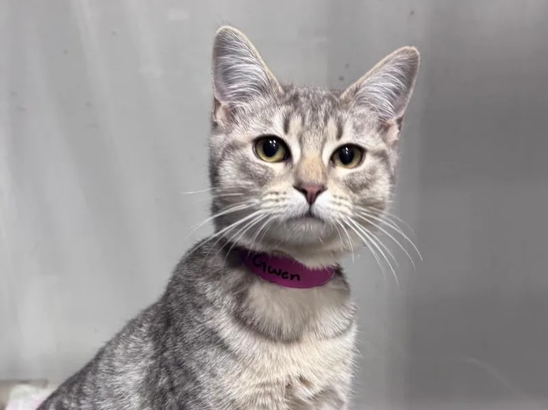 A baby small-sized female Domestic Short Hair cat named Gwen for adoption in Powell, OH
