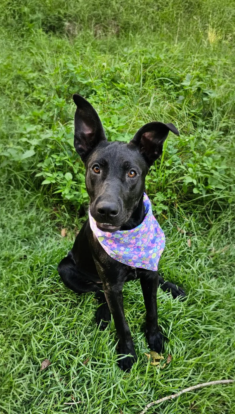 A young medium-sized female Black Shepherd dog named Yvette for adoption in BONIFAY, FL
