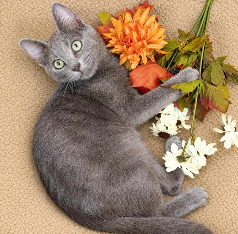 A baby small-sized male Domestic Short Hair cat named Manny for adoption in Ocean Springs, MS
