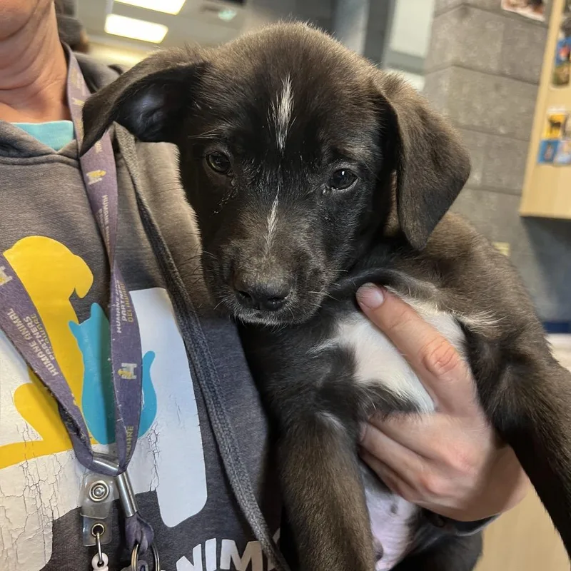 A baby small-sized male Black Australian Cattle Dog / Blue Heeler dog named Lyric for adoption in Newark, DE